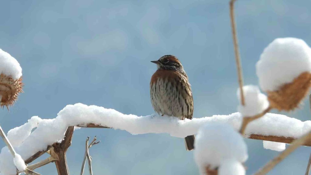 Bhutan Birding